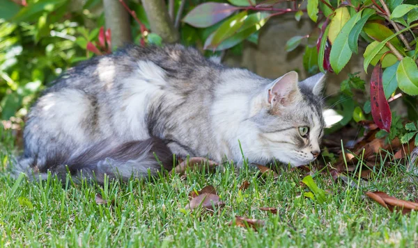 Rozkošná dlouhozrnná kočka ze sibiřské rasy v relaxaci venku. Pur — Stock fotografie