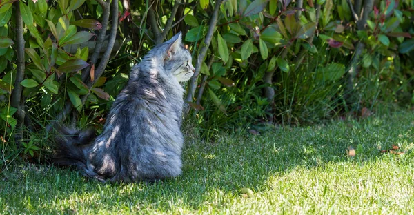 Adorável gato de cabelos longos da raça siberiana em relaxar ao ar livre. Pur... — Fotografia de Stock