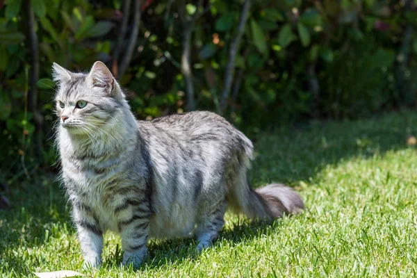 Adorable gato de pelo largo de raza siberiana en relajarse al aire libre. Pur —  Fotos de Stock