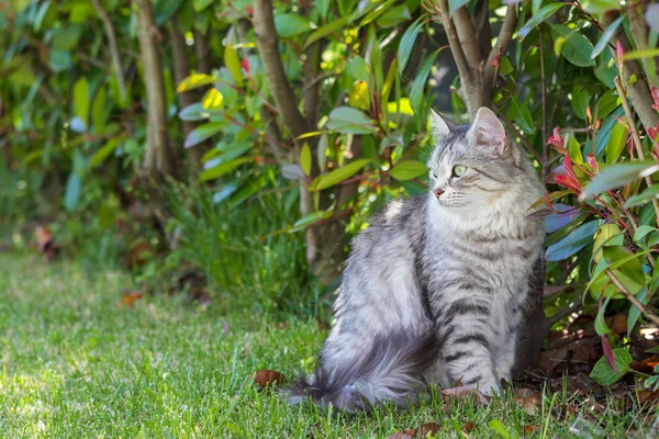 Adorable gato de pelo largo de raza siberiana en relajarse al aire libre. Pur —  Fotos de Stock