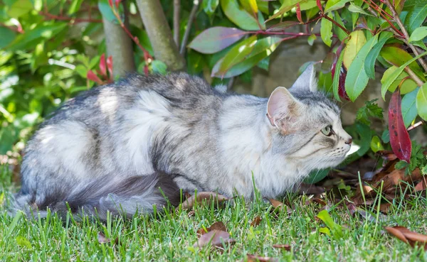 Bedårande långhårig katt av Sibirisk ras i slappna av utomhus. Pur — Stockfoto