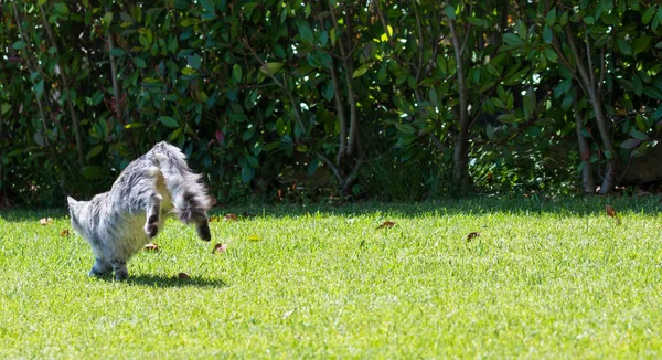 Adorable langharige kat van Siberische ras in Relax outdoor. Pur — Stockfoto