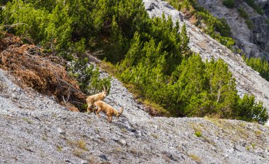 Ibex dağ yamacında, güzel vahşi alp hayvanı