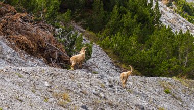 Ibex dağ yamacında, güzel vahşi alp hayvanı