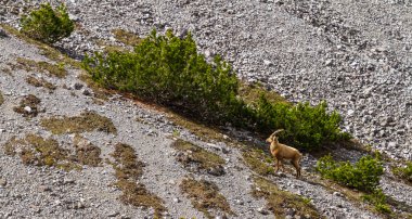 Ibex dağ yamacında, güzel vahşi alp hayvanı