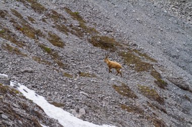 Ibex dağ yamacında, güzel vahşi alp hayvanı