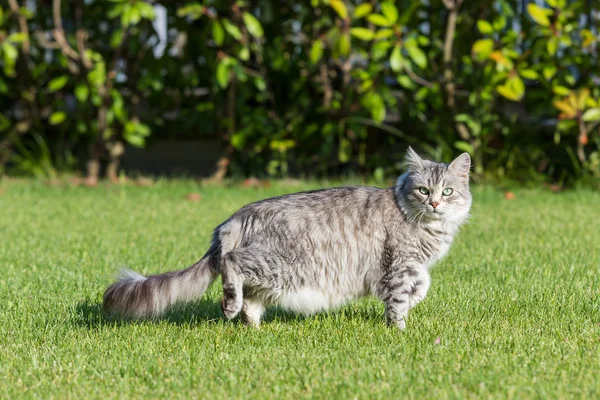 毛茸茸的家猫西伯利亚品种在放松户外在花园，纯种宠物的牲畜 — 图库照片