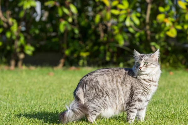 Gato doméstico peludo da raça siberiana em relaxar ao ar livre no jardim, animal de estimação de raça pura de gado — Fotografia de Stock