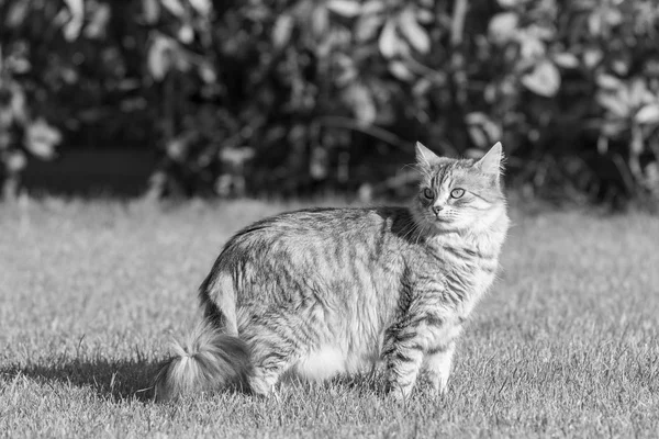 Pelzige Hauskatze sibirischer Rasse in entspannter Umgebung im Garten, reinrassiges Haustier von Nutztieren — Stockfoto