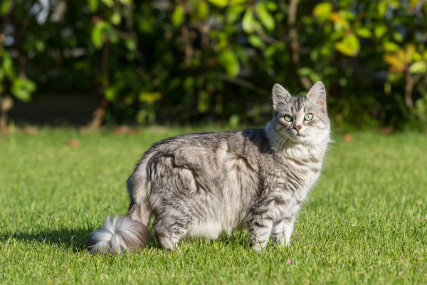 Bahçede açık havada dinlenmek Sibirya ırkının kürklü yerli kedi, çiftlik hayvanlarısafkan hayvan