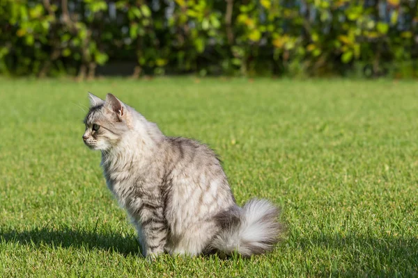 Pelzige Hauskatze sibirischer Rasse in entspannter Umgebung im Garten, reinrassiges Haustier von Nutztieren — Stockfoto