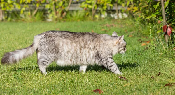 Pelzige Hauskatze sibirischer Rasse in entspannter Umgebung im Garten, reinrassiges Haustier von Nutztieren — Stockfoto