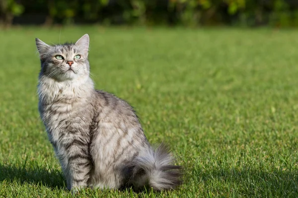 Bahçede açık havada dinlenmek Sibirya ırkının kürklü yerli kedi, çiftlik hayvanlarısafkan hayvan