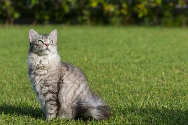 Gato doméstico peludo da raça siberiana em relaxar ao ar livre no jardim, animal de estimação de raça pura de gado — Fotografia de Stock