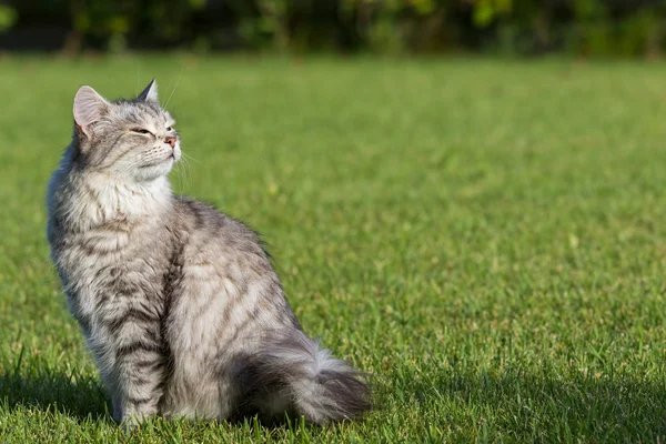Bahçede açık havada dinlenmek Sibirya ırkının kürklü yerli kedi, çiftlik hayvanlarısafkan hayvan