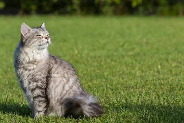 정원에서 야외에서 느긋하게 시베리아 품종의 털이 많은 국산 고양이, 가축의 순종 애완 동물 — 스톡 사진
