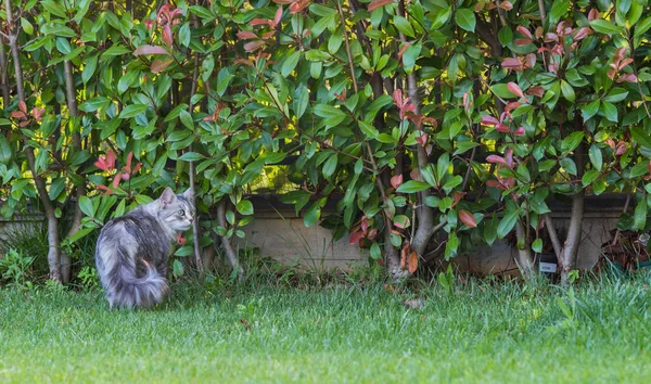 Пухнастий домашній кіт сибірської породи в розслабленому стані на відкритому повітрі в саду, чистокровний домашній улюбленець худоби — стокове фото