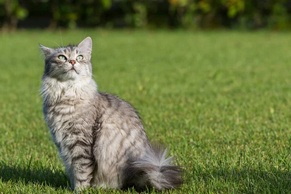 Peludo gato doméstico de raza siberiana en relajarse al aire libre en el jardín, pura raza mascota de ganado —  Fotos de Stock