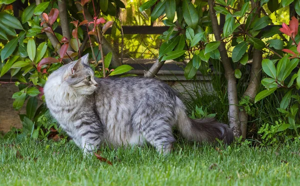 庭で屋外でリラックスしてシベリアの繁殖の毛皮の家畜猫、家畜の純粋なペット — ストック写真