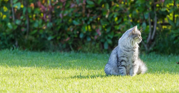 Gato doméstico peludo da raça siberiana em relaxar ao ar livre no jardim, animal de estimação de raça pura de gado — Fotografia de Stock
