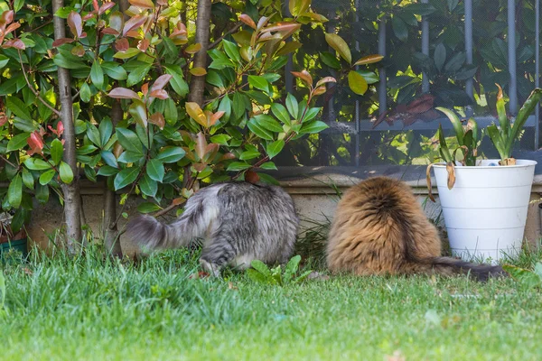 Kožnaté domácí kočky ze sibiřské rasy v relaxaci venku v zahradě, čistokrevný mazlíček dobytka — Stock fotografie