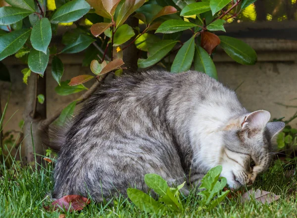 Harige binnenlandse kat van Siberische ras in ontspannen buiten in de tuin, raszuivere huisdier van vee — Stockfoto