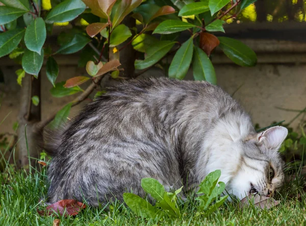 Chat domestique poilu de race sibérienne dans se détendre en plein air dans le jardin, animal de compagnie pur-sang du bétail — Photo