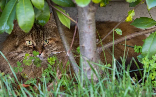 Harige binnenlandse kat van Siberische ras in ontspannen buiten in de tuin, raszuivere huisdier van vee — Stockfoto