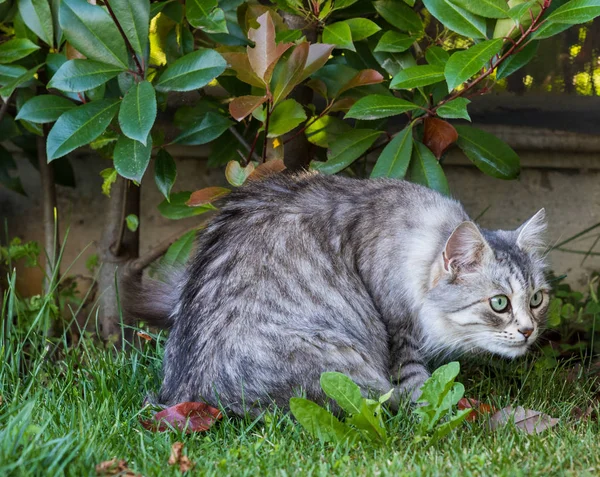 Harige binnenlandse kat van Siberische ras in ontspannen buiten in de tuin, raszuivere huisdier van vee — Stockfoto