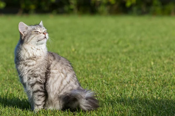 Gato doméstico peludo da raça siberiana em relaxar ao ar livre no jardim, animal de estimação de raça pura de gado — Fotografia de Stock