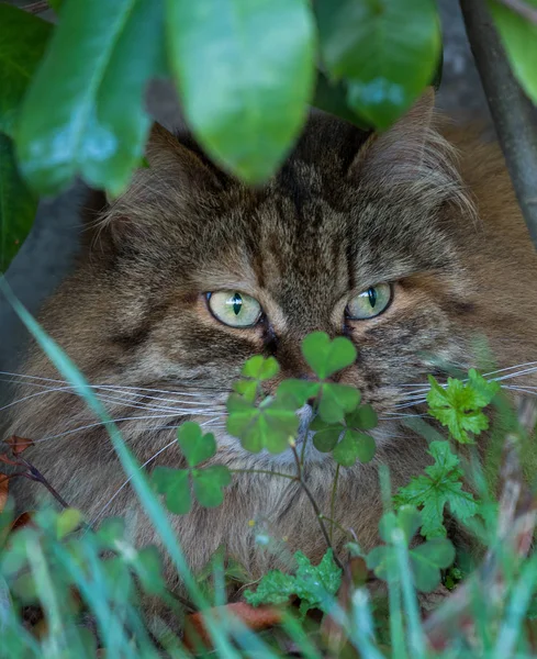 Furry domestic cat of siberian breed in relax outdoor in garden, purebred pet of livestock — Stock Photo, Image