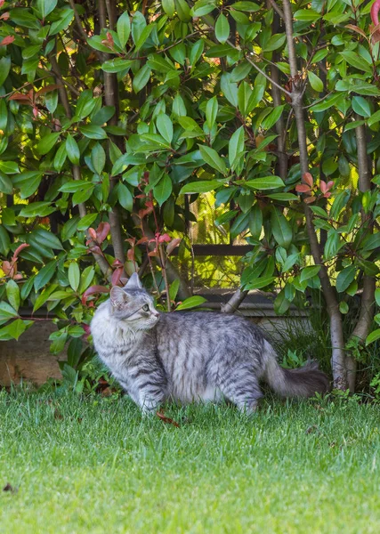 Furry Hembiträde katt av Siberian skapa i slappa utomhus i trädgård, renrasiga sällskapsdjur av boskap — Stockfoto