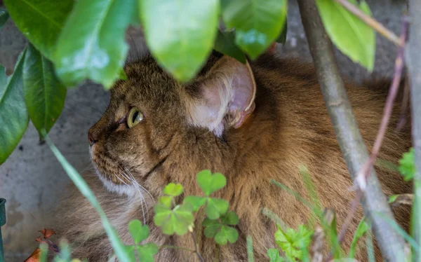 정원에서 야외에서 느긋하게 시베리아 품종의 털이 많은 국산 고양이, 가축의 순종 애완 동물 — 스톡 사진