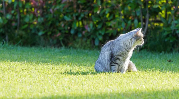 Пухнастий домашній кіт сибірської породи в розслабленому стані на відкритому повітрі в саду, чистокровний домашній улюбленець худоби — стокове фото