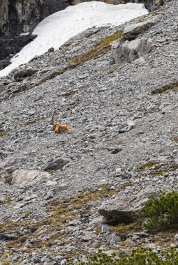 Alpler'de vahşi hayvan, dağ yamacında ibexes