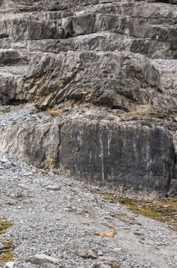 Alpler'de vahşi hayvan, dağ yamacında ibexes