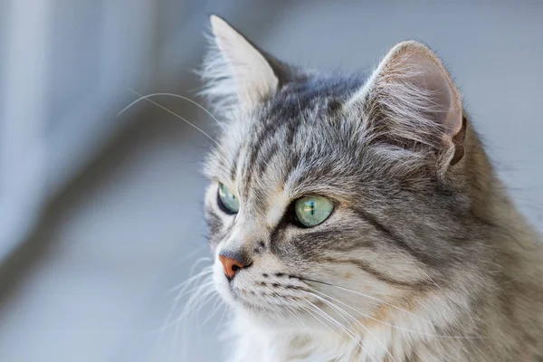 Piękno domowego kota zwierząt gospodarskich w Relax, Syberyjski czystorasowe — Zdjęcie stockowe