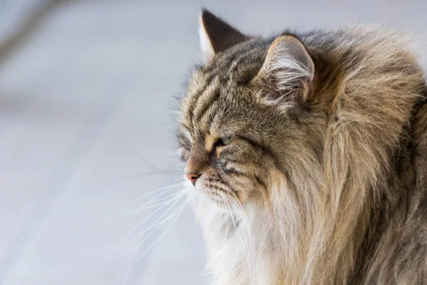 Belleza gato doméstico de ganado en relax, siberiano de pura raza —  Fotos de Stock