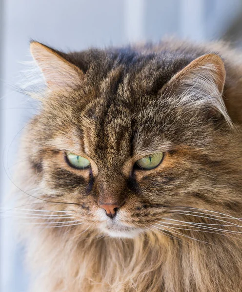 릴렉스, 시베리아 순종의 미인 국산 고양이 — 스톡 사진