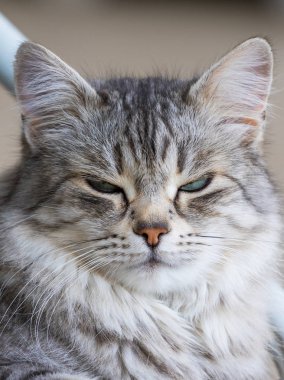 Rahatlayın hayvancılık Güzellik evcil kedi, Sibirya safkan