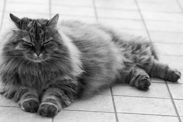 Beleza gato doméstico de gado em relaxar, siberiano puro-sangue — Fotografia de Stock