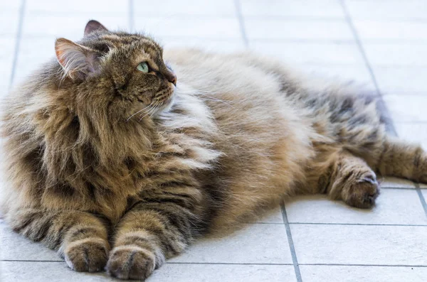 Schoonheid binnenlandse kat van vee in ontspannen, Siberische raszuivere — Stockfoto