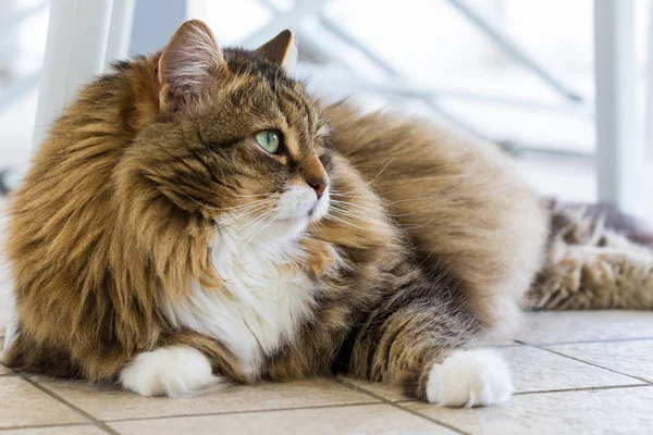 Rahatlayın hayvancılık Güzellik evcil kedi, Sibirya safkan