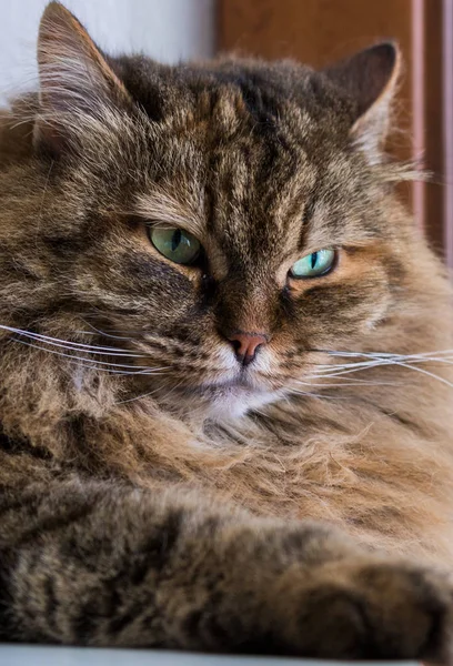 Gato adorável de gado em relaxar em um jardim, siberiano gatinho de raça pura — Fotografia de Stock