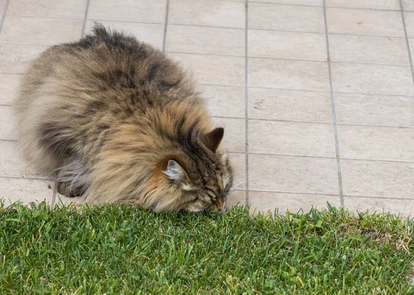 Amabile gatto di bestiame in relax in un giardino, gattino di razza siberiana — Foto Stock