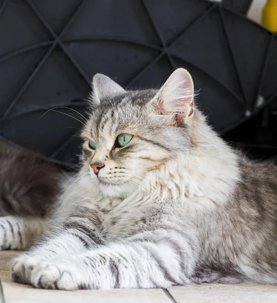Kochany kot zwierząt gospodarskich w relaks w ogrodzie, Syberyjski czystorasowe Kitten — Zdjęcie stockowe
