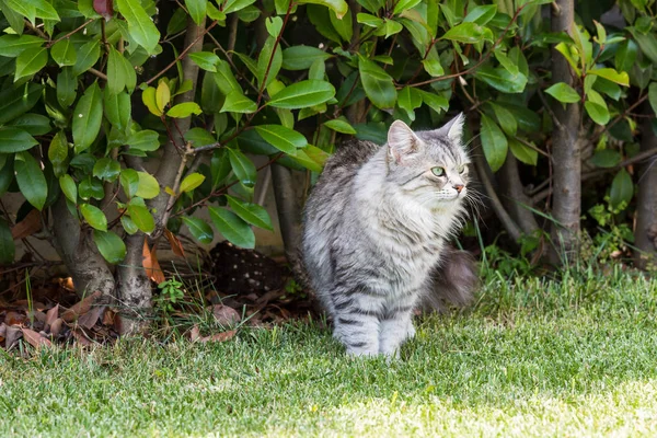 Bir bahçede dinlenmek hayvan sevimli kedi, Sibirya safkan kedi yavrusu