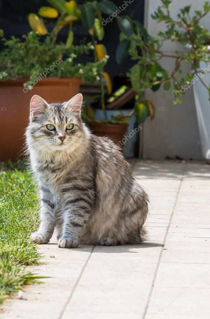 Lovable cat of livestock in relax in a garden, siberian purebred kitten