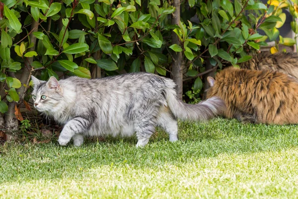 Bir bahçede dinlenmek hayvan sevimli kedi, Sibirya safkan kedi yavrusu — Stok fotoğraf