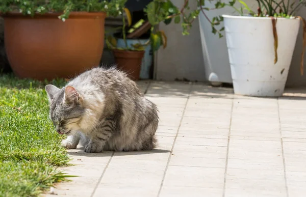Aimable chat de bétail en détente dans un jardin, chaton de race sibérienne — Photo